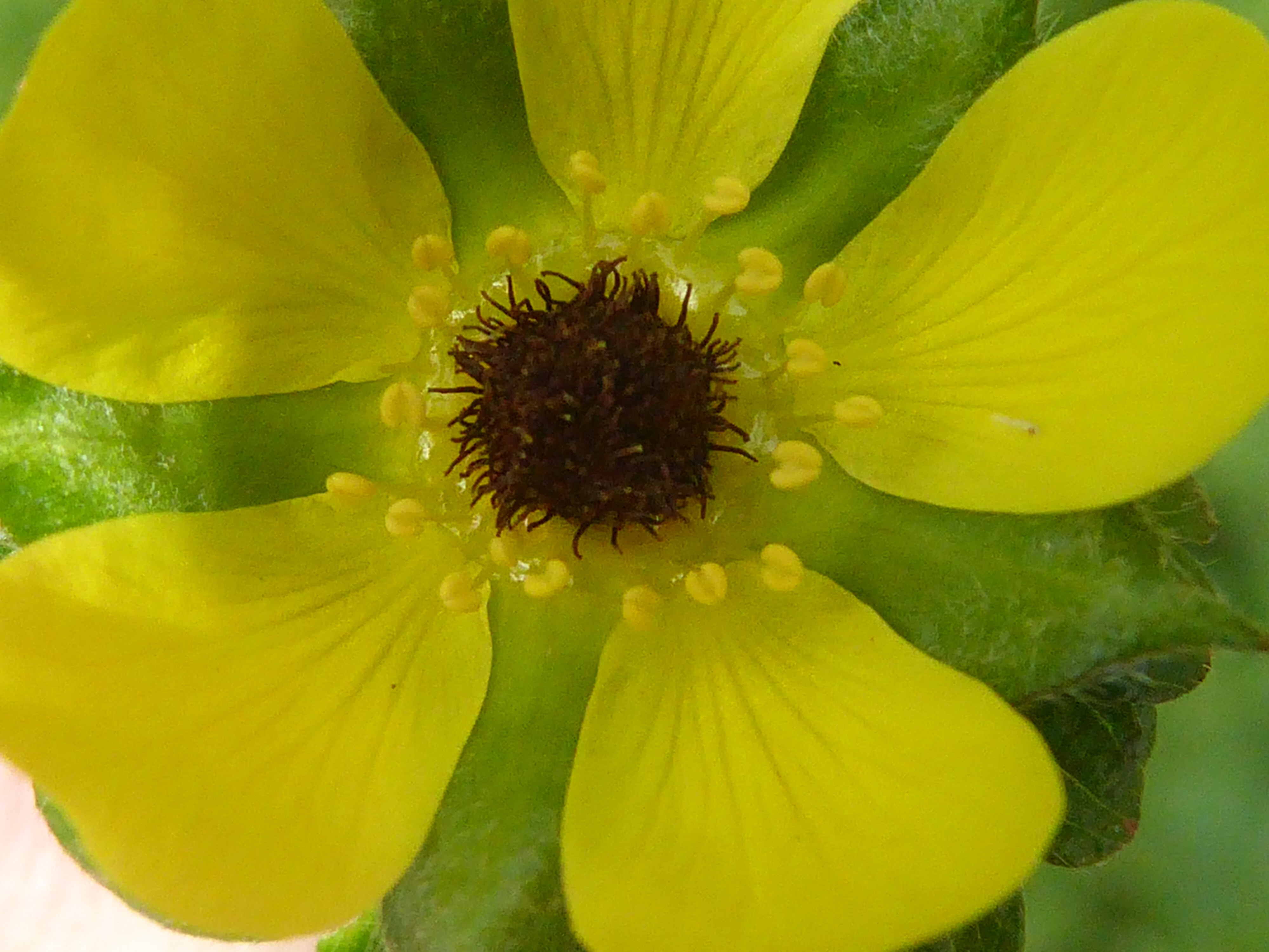 zwarte meeldraden schijnaardbei ?